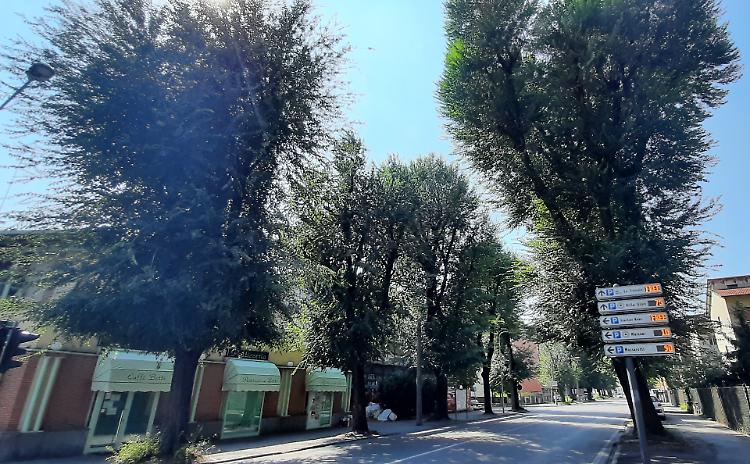 Olmi malati, destinati a sparire?