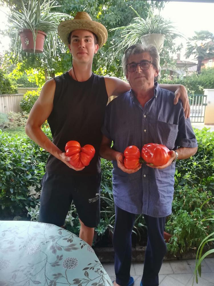 Pomodori da record nell'orto di Gaboardi