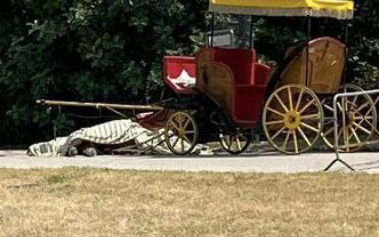 «Cavallo morto? È stata una scena straziante»