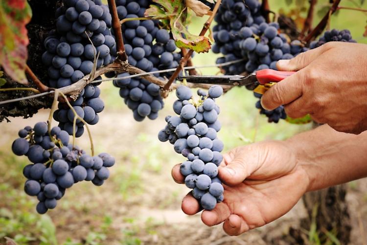 Vino, Confagricoltura: si vendemmia facendo i conti con manodopera, giacenze e mercato