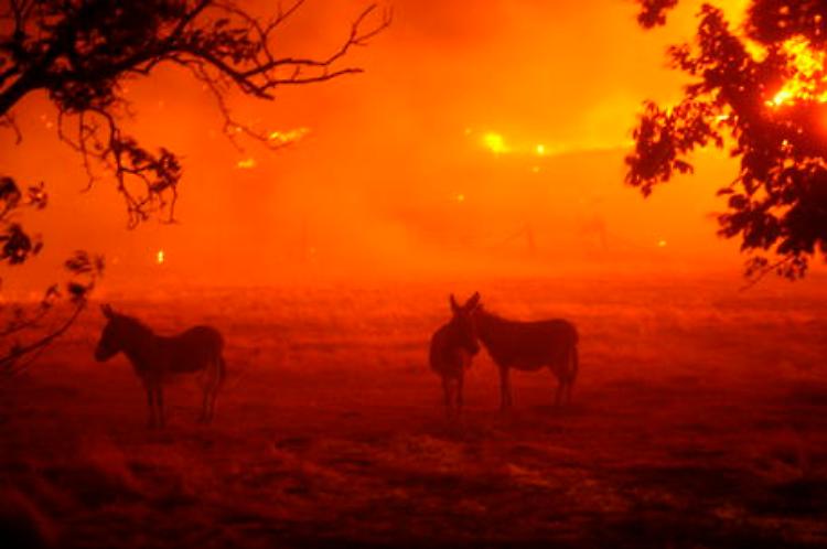 Roghi California, è disastro nazionale