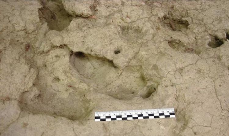 Le più antiche impronte di bambino, hanno 1,2 milioni di anni