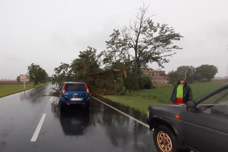 Maltempo, Monticelli: piante cadono sulla strada: sfiorate le auto in transito