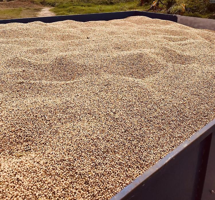 Fagiolini dall'Occhio da agricoltura locale, raccolto di oltre 30 quintali