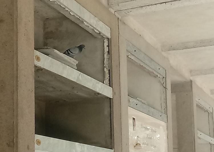 Il guano tra loculi e tombe. Sale la protesta al Maggiore