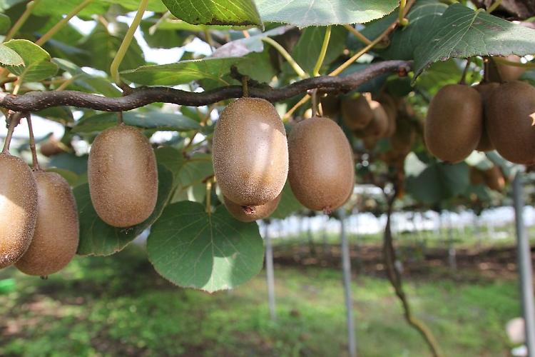 Morìa del kiwi. Confagricoltura chiede sinergie per sconfiggere la misteriosa malattia