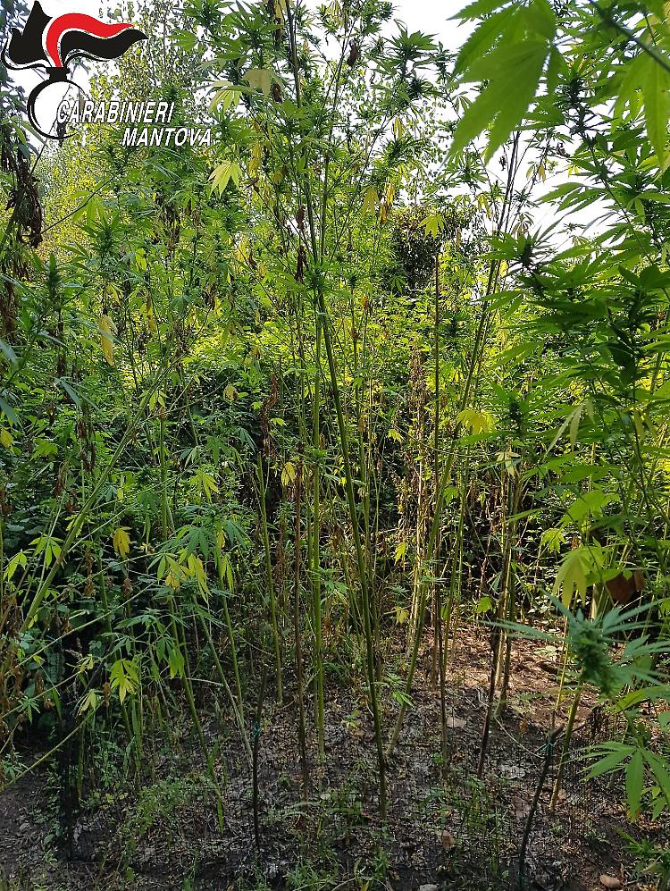 Piantagione di marijuana in un bosco, arrestato 47enne
