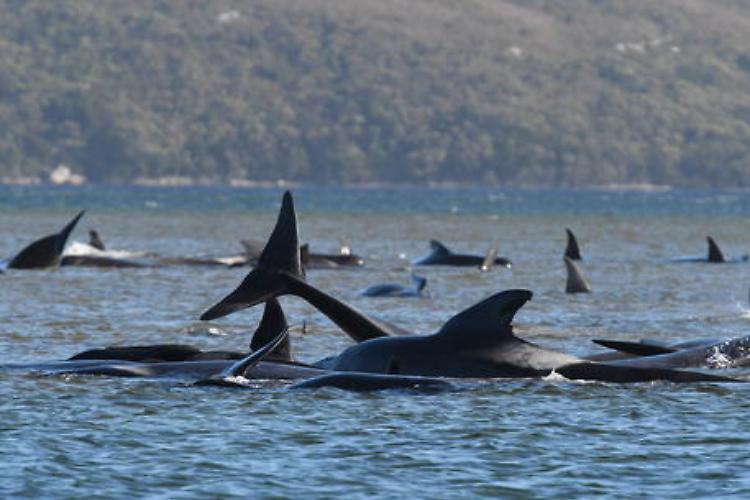 Balene spiaggiate in Tasmania, 90 morte, altre 180 a rischio