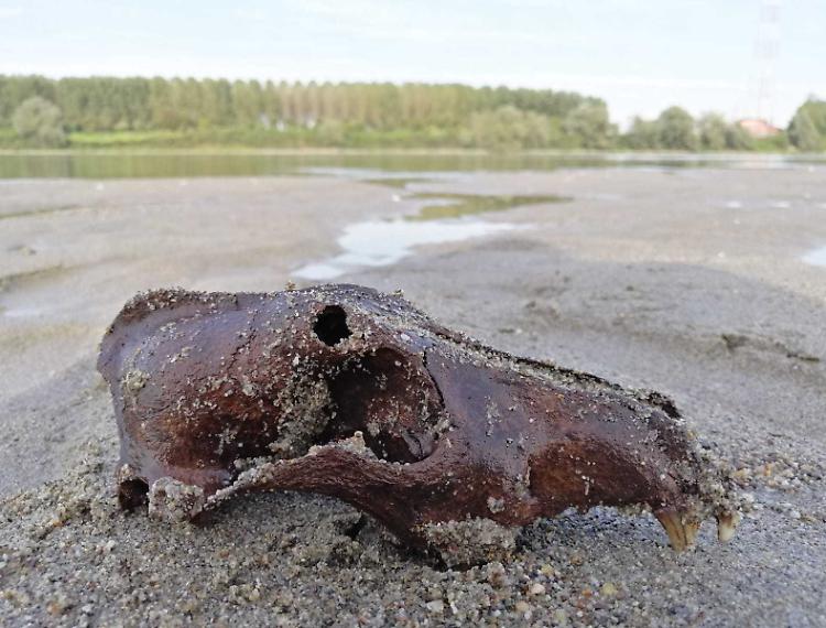 Nel Po il sindaco trova un cranio  fossilizzato