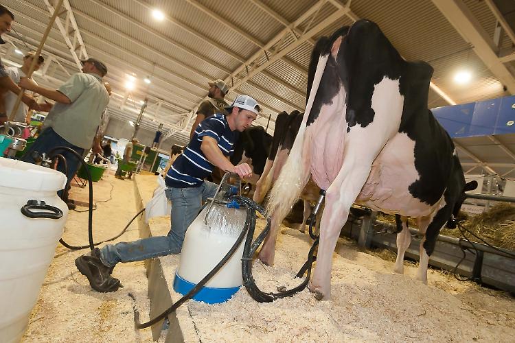 Latte, Confagricoltura: 'No a prezzi al ribasso, nessun beneficio per consumatori e produttori'