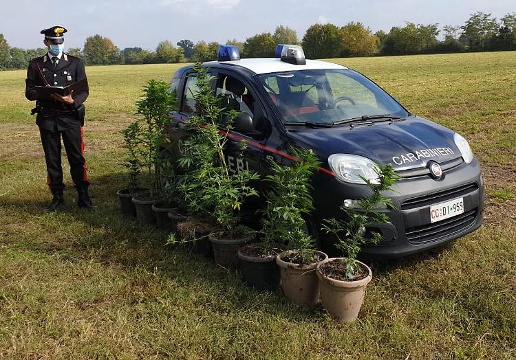  Rinvenute 14 piante di marijuana e denunciata una persona per spaccio