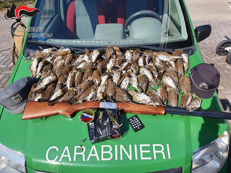 Caccia ai Tordi con richiamo vietato: sequestri a Romanengo