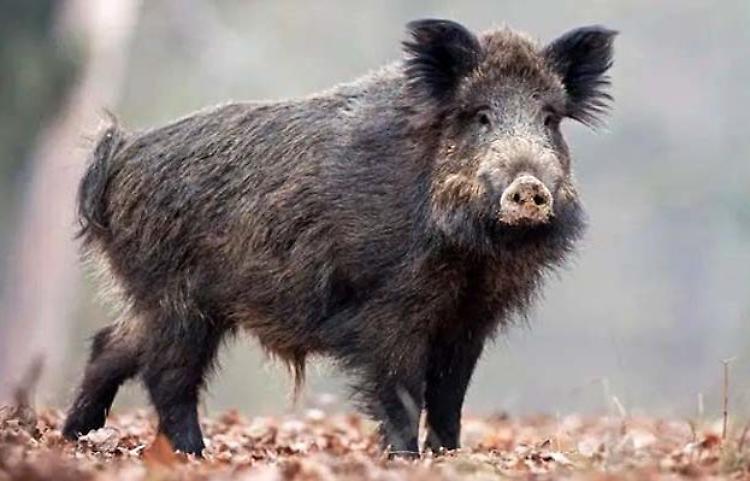 Cani azzannati dai cinghiali, 'la golena è fuori controllo'