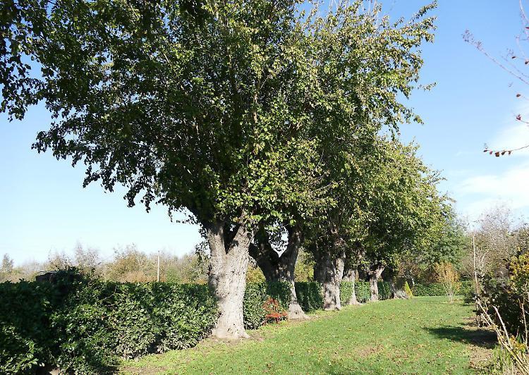 «Tutto il verde della Bibbia»