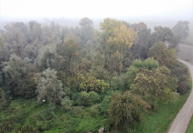 Maxi «aula didattica» nel bosco dei Lagazzi