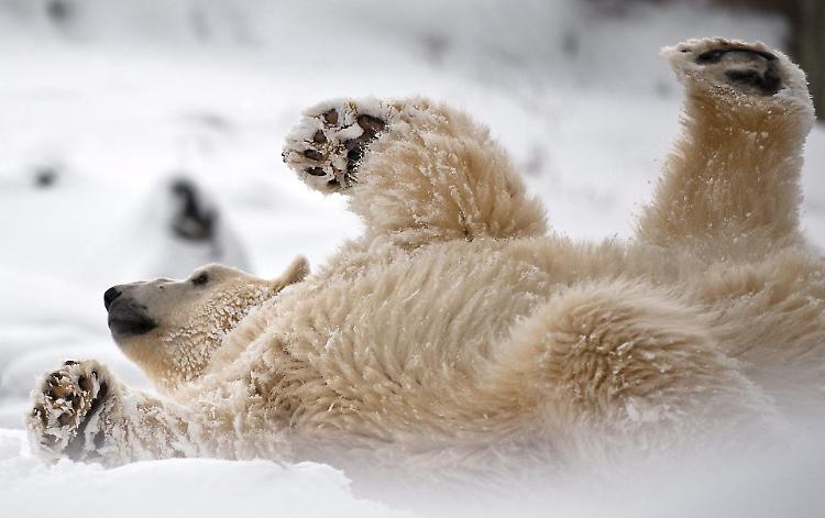 Animali artici, il caldo cambia le loro abitudini: a rischio migliaia di cuccioli