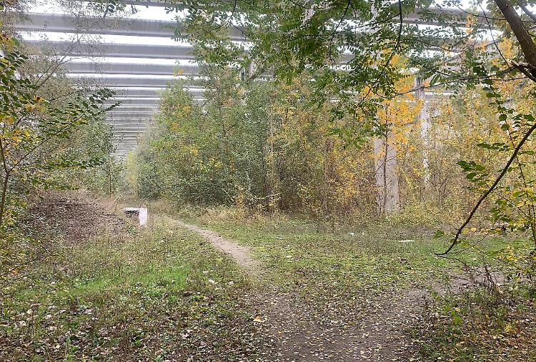 Allarme cinghiali anche nella Bassa Piacentina