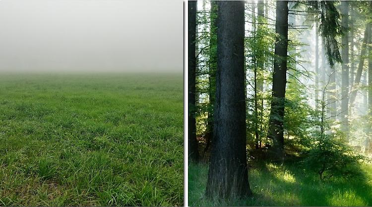 Un’oasi verde a Santa Maria, in arrivo 5.500 nuovi alberi