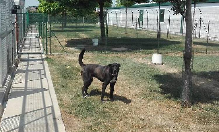 Fido, dall’abbandono alla cura