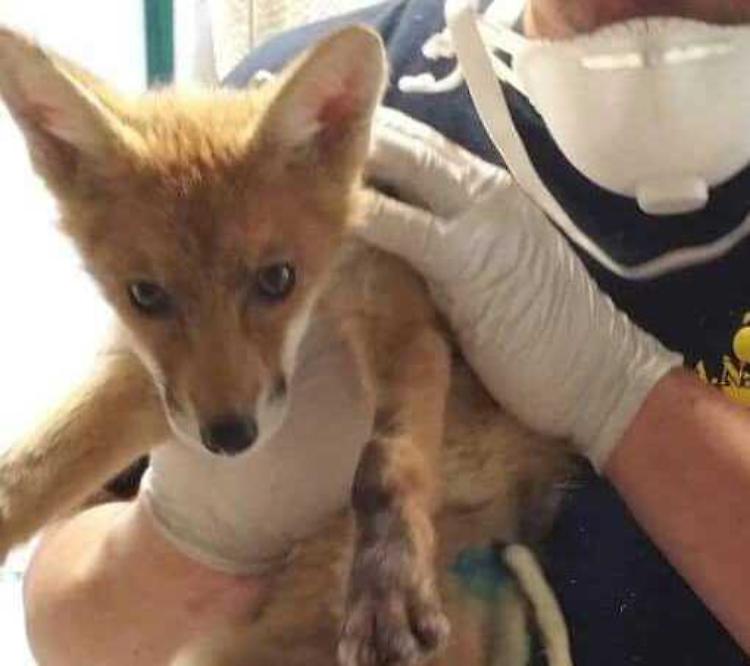 Un’oasi per la fauna selvatica: riaperto il centro di cura