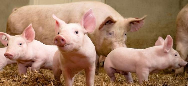 Confagricoltura lancia l'allarme sul settore suinicolo