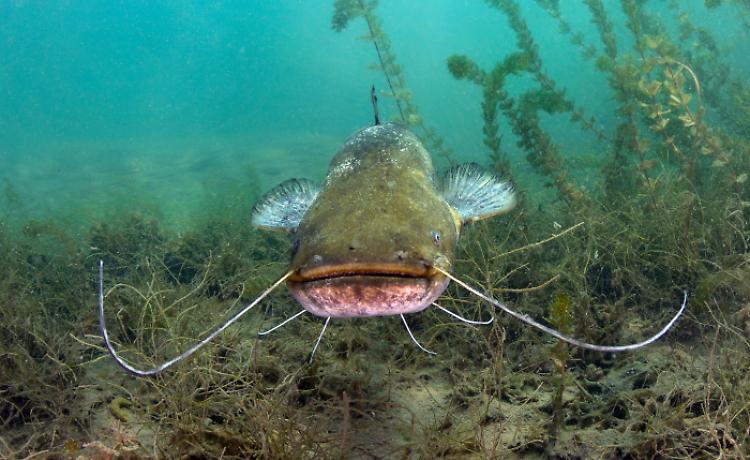 Il pesce siluro è il nemico, già 352 quelli tolti dal fiume