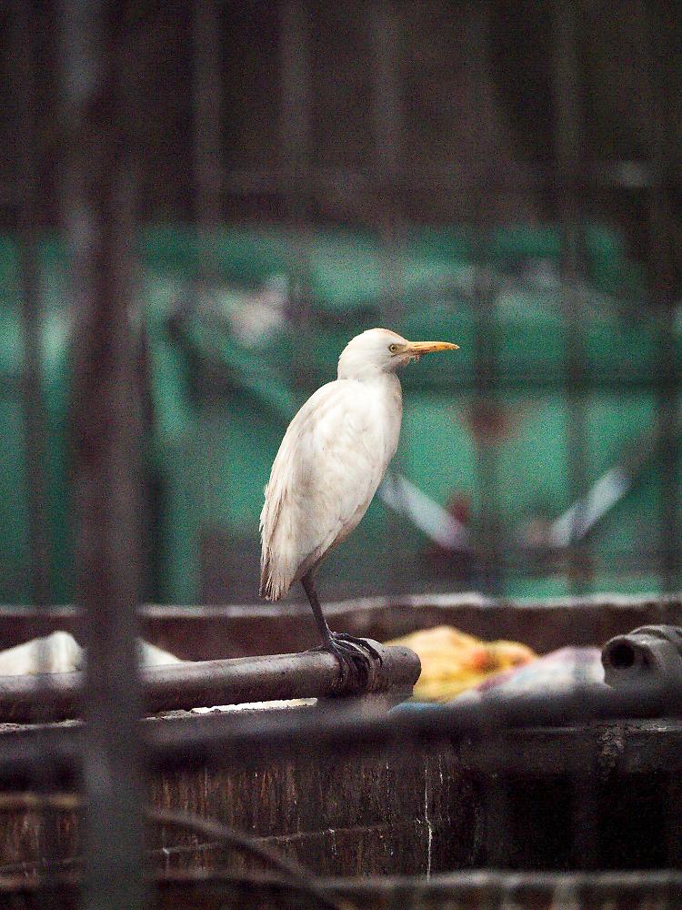 FOTO Discarica shock: gli uccelli padroni dell'immondizia