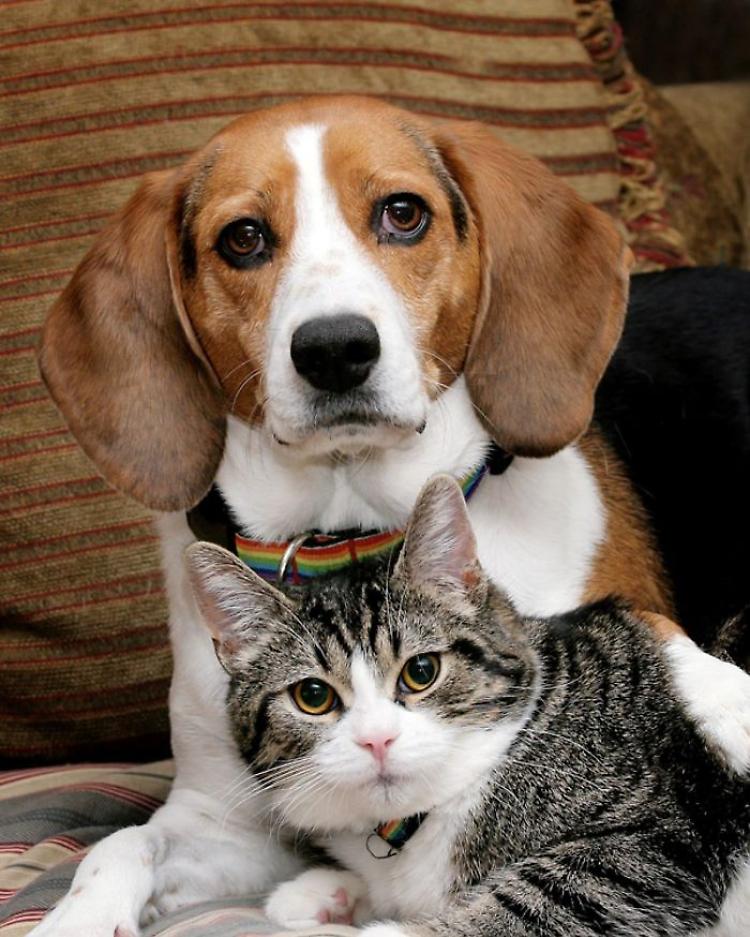 Cina: cani e gatti non potranno più essere mangiati
