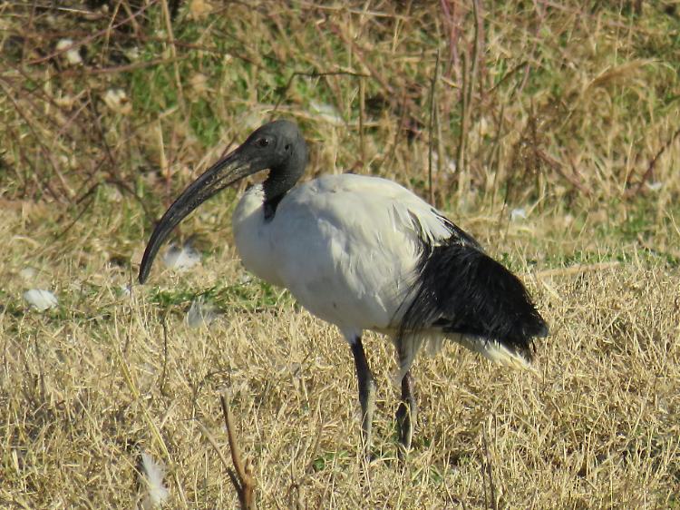 Ibis sacro, nuovi avvistamenti