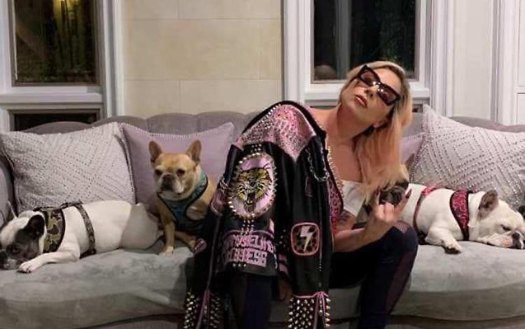 Sparano al dog sitter e rubano i cani di Lady Gaga