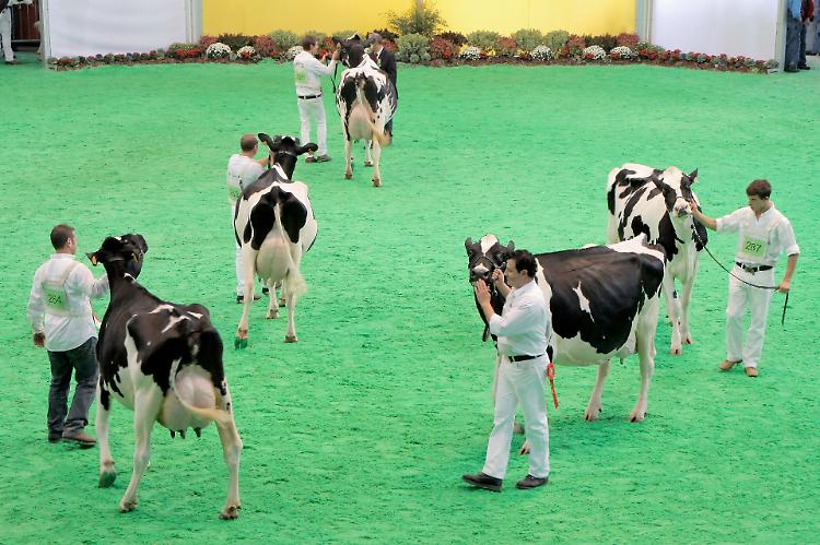 Mostra del bovino, oggi il vertice al Pirellone 