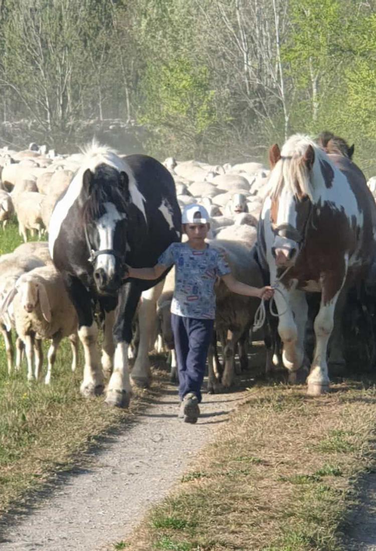 Pecore, capre e cavalli: la pacifica invasione