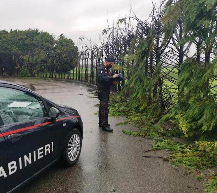Scappa di casa e incendia 50 alberi, denunciato 16enne