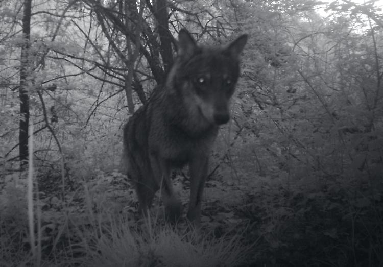 FOTO Lupo immortalato nella riserva naturale Le Bine
