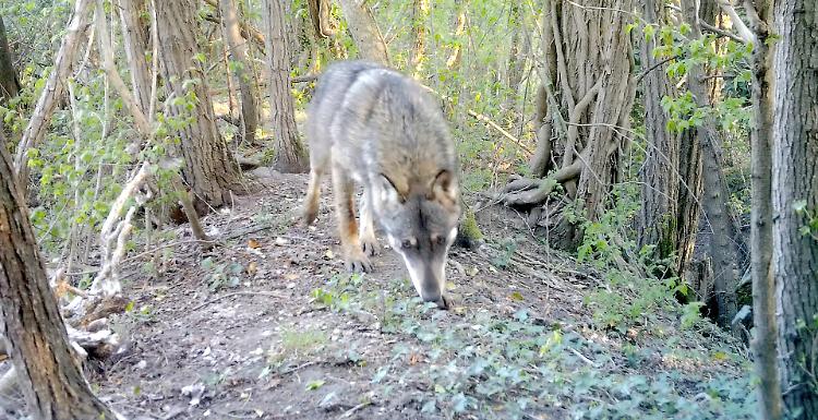 «Il lupo potrebbe arginare le nutrie»