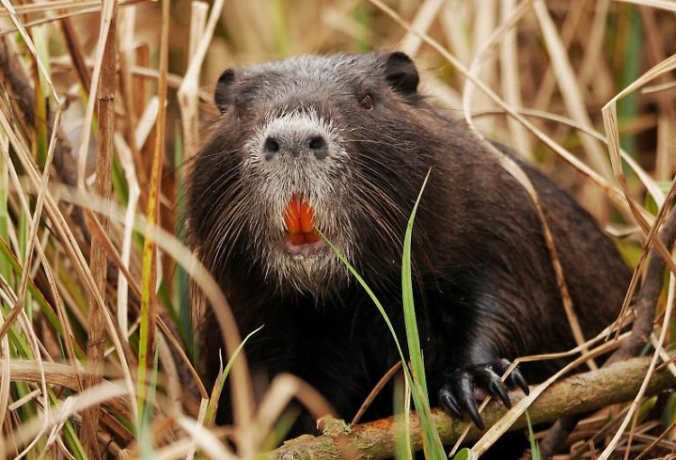 Nutrie, nella Bassa Padana sono tre milioni