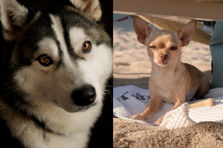 Giornata mondiale del cane, il migliore amico dell'uomo star dei social