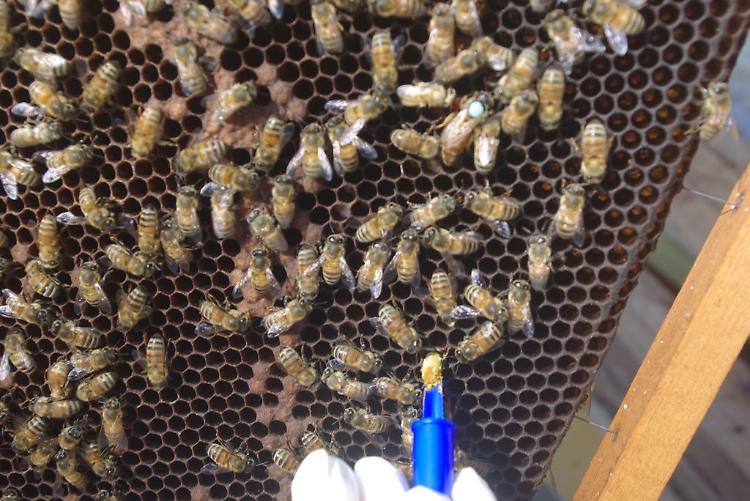 Covid, le api sono in grado di intercettare il virus durante il volo