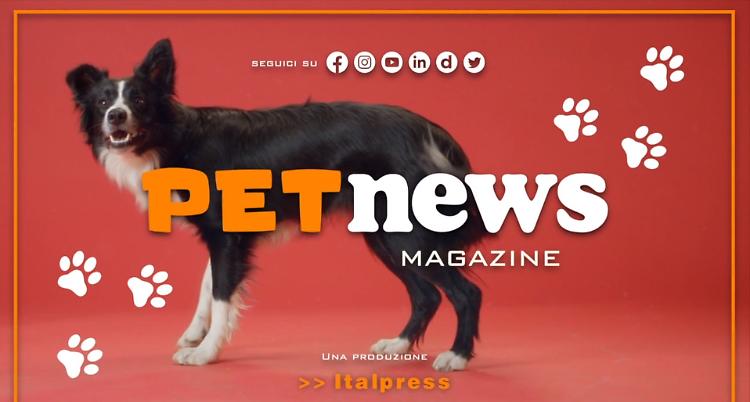 Nasce il Tg Pet dell'Italpress, nuovo magazine tv dedicato agli animali
