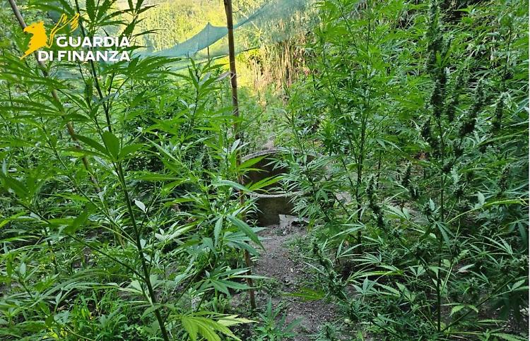 Sequestrate a Vibo Valentia 5,5 tonnellate di marijuana, un arresto