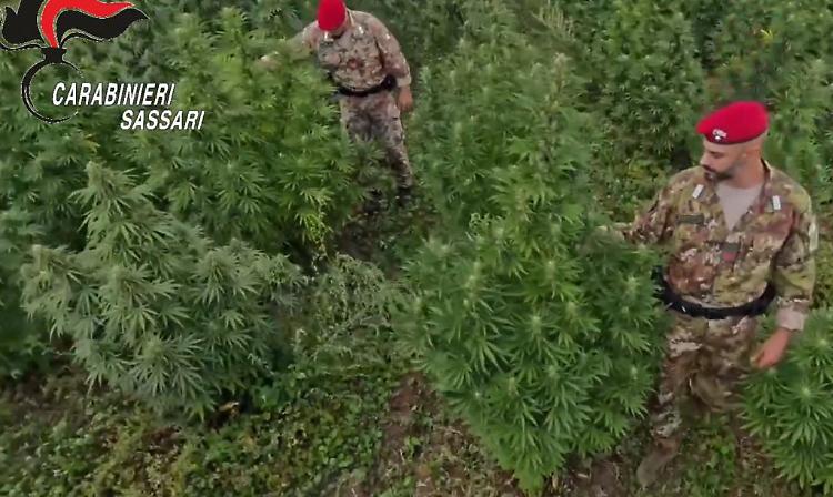 Blitz antidroga in Sardegna, 21 misure cautelari