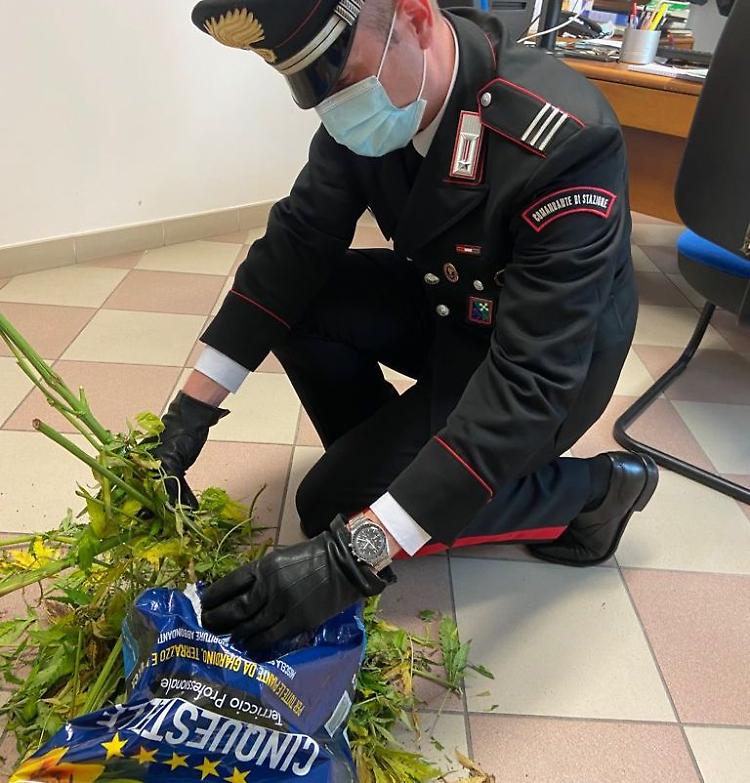 Cinque piante di marijuana abbandonate a bordo strada