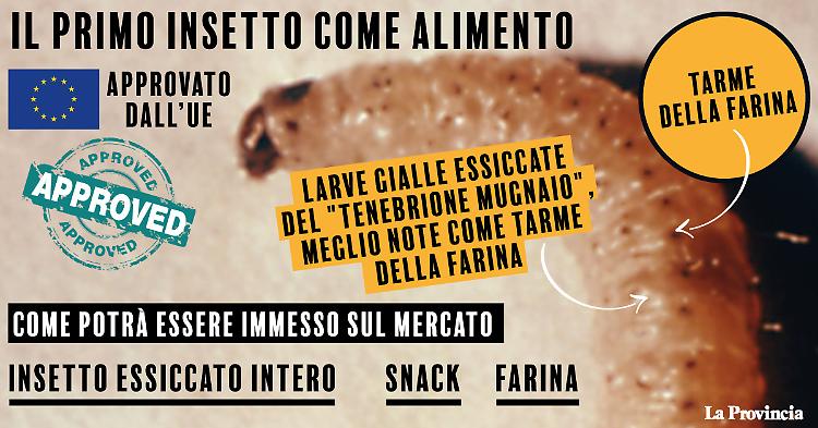 Ok Ue a primo insetto come alimento, è tarma della farina