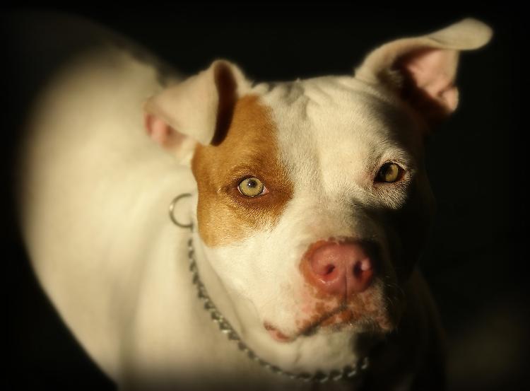 Pitbull aggredisce bambino di 8 anni 
