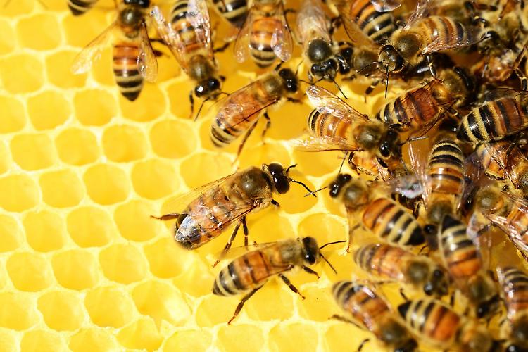 Nasce l'Oasi delle Api ai giardini di piazza Roma