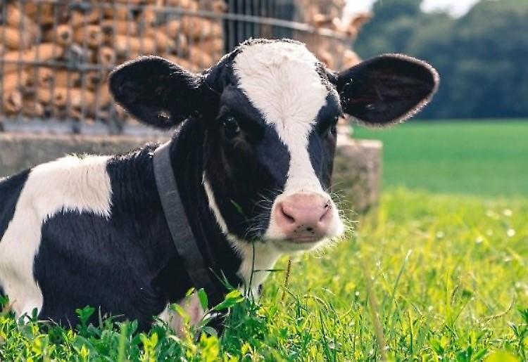Agrinsieme al ministro Patuanelli: riattivare il Tavolo Zootecnico