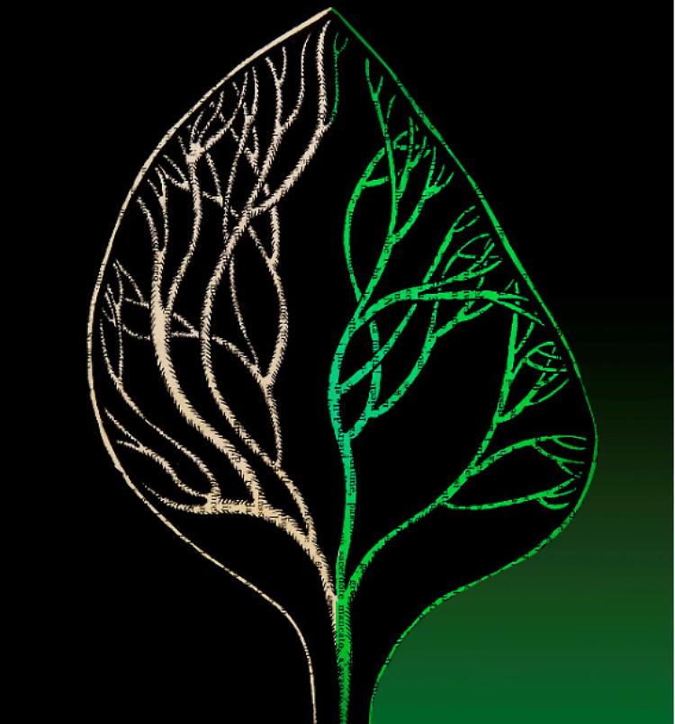 L' Amazzonia deve vivere