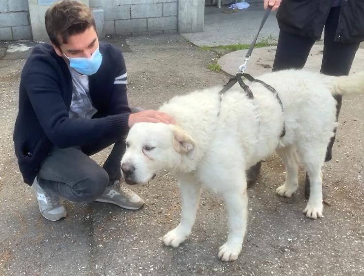 'Bau a tutti', amici a quattro zampe in attesa di adozione