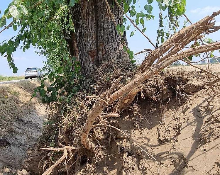 Cinque gelsi da salvare, l'appello dei sindaci alla Forestale