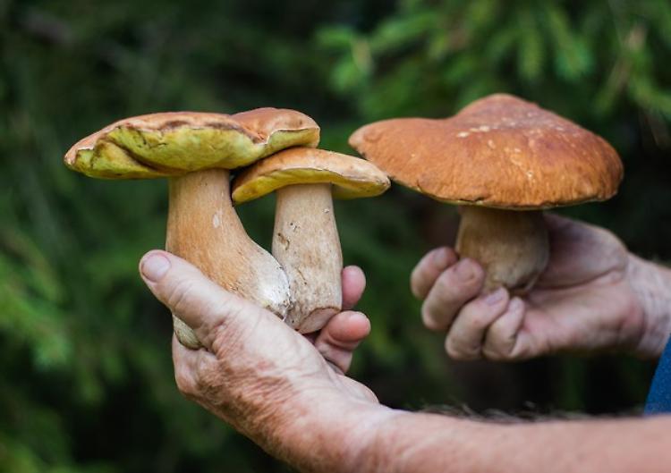 Funghi: che cosa bisogna sapere
